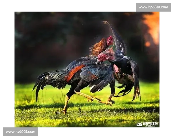 激情四溢的斗鸡大赛：历史传承与现代竞技的完美融合