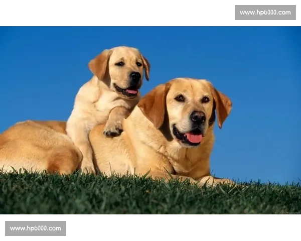 沙皮犬萌趣大赛精彩瞬间与训练技巧全纪录